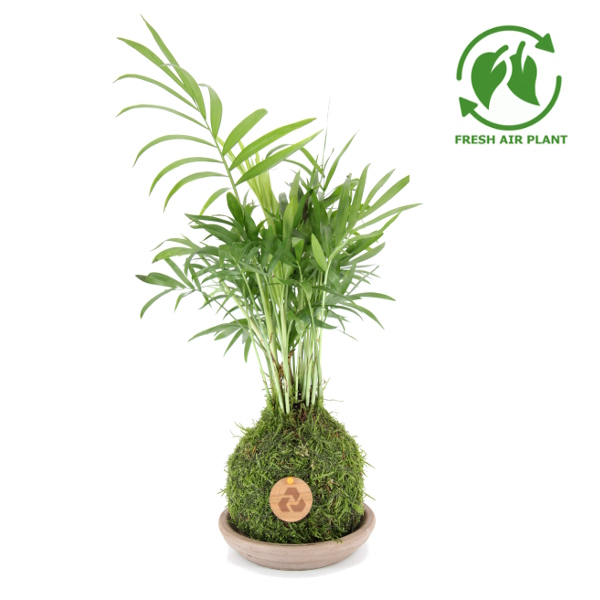 Branded Fresh Air Palm Tree