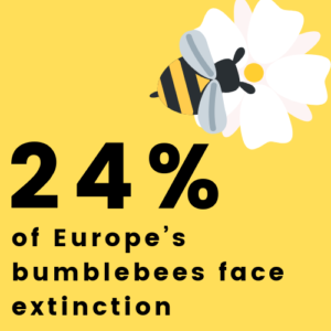 1 3rd of the bee population has disappeared over the past decade