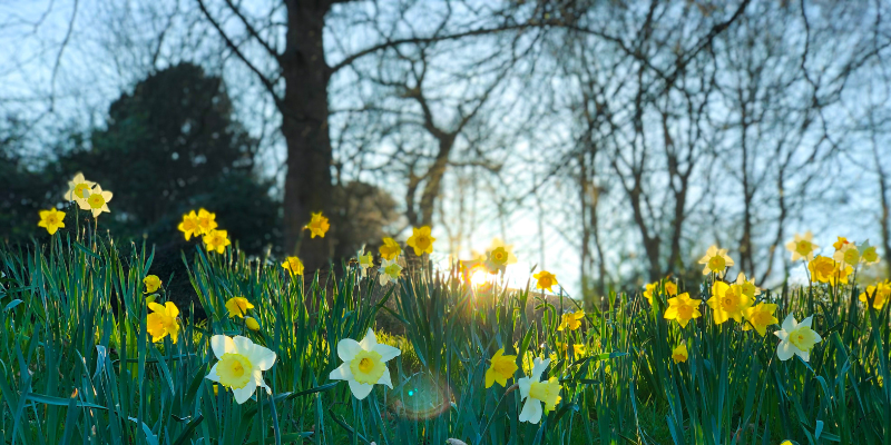 Spring Promotional Products: Daffodils With Sunshine