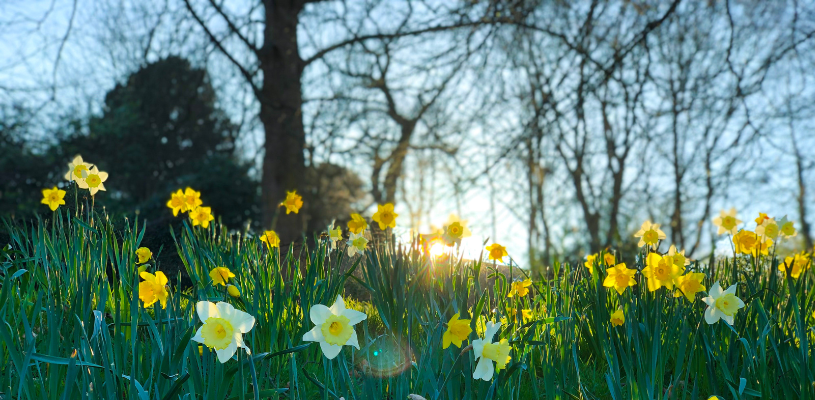 Spring Promotional Products: Daffodils With Sunshine