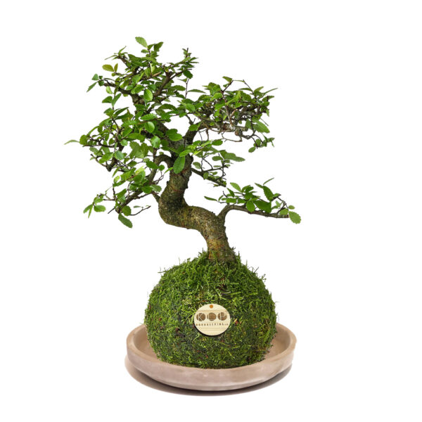 Premium Kokedama Bonsai Tree E1762770640826